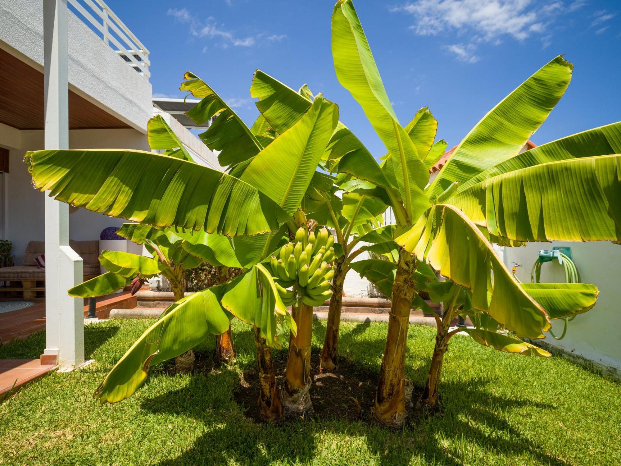 Banana House In Top Location By Tenpropertiesgc Maspalomas  Exterior photo